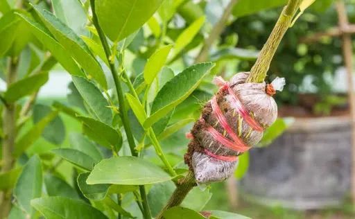 植物繁殖大揭秘：7种方法让你植物成倍增长
