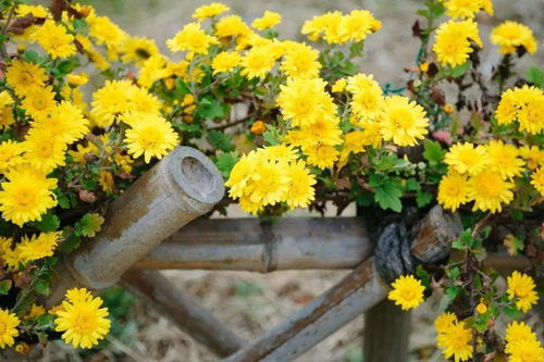 送菊双，重阳节至