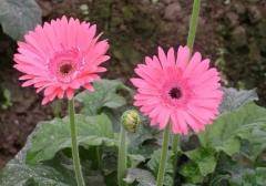 真实案例：闺蜜在直播间抢的