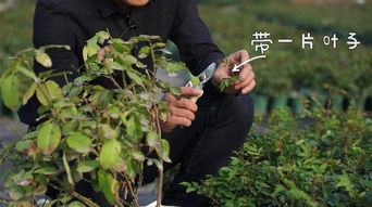 月季小苗秋天如何科学管理？如何避免冻伤