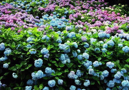 草本绣球：阳光充足， 耐阴性强