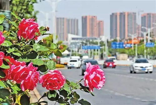 月季花嫁接技巧：轻松掌握，美丽绽放！