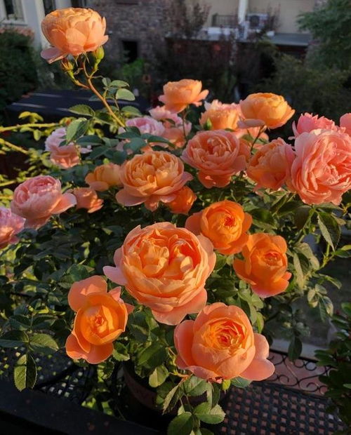 优点缺点，我来告诉你