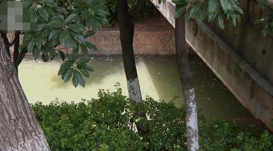 那些见水就死的植物， 你得避开