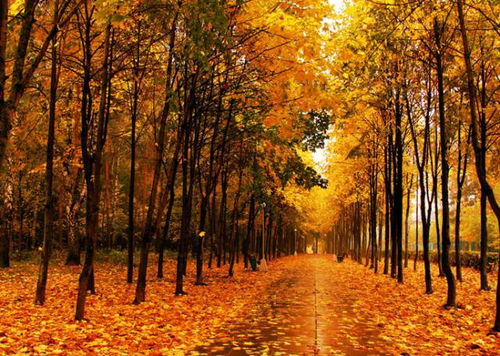 秋天的乔木盛宴：一场视觉与嗅觉的盛宴