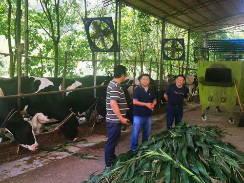 农业养殖疫病防控与处理技术保障