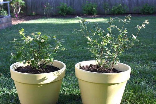 蓝莓开花结果时间在几月？新手种植必看攻略