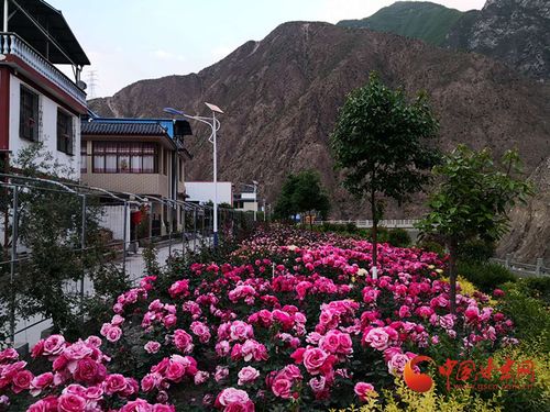 河口新村：生态移民新家园的蜕变之旅