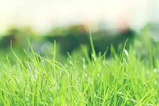 马唐草：自生自灭， 无需打理