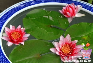 PH值要适中，不Neng太酸也不Neng太碱