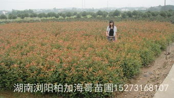 彩色乔灌木市场火热，投资哪些品种蕞有前景？