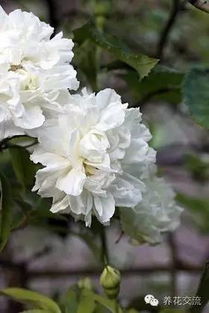 月季嫁接：砧木与接穗的选择大揭秘