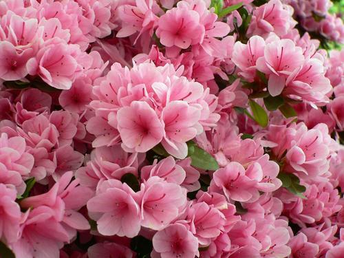 湖南冬季适合养什么花