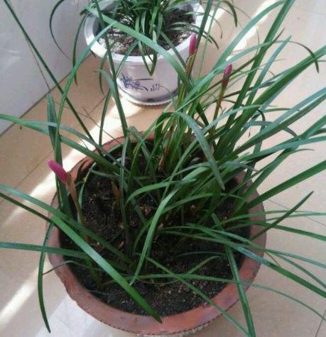 风雨兰养护：推荐使用哪种肥料