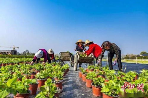 温江苗农私授：买大型绿植记得要