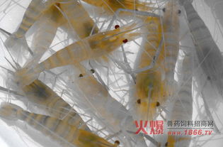 不用饲料养沼虾的养殖法真的能赚钱吗？这种方法可行吗？