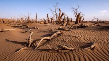 沙漠中的绿色奇迹：耐旱草种的生存之道