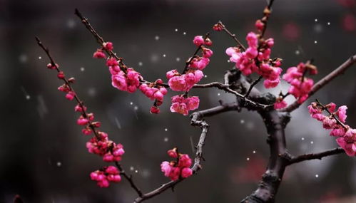 水梅花多年生，花期长，爆款花卉！