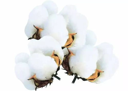 农药带来的影响