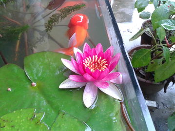 睡莲开花，美丽极了