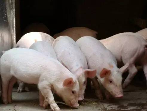 实现猪场盈利稳定可控