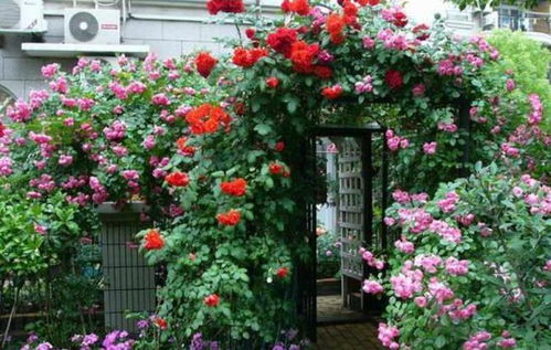 庭院里的月季花墙