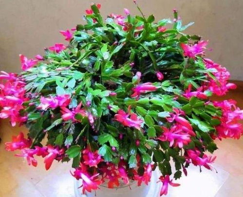 白色蟹爪兰品种大盘点