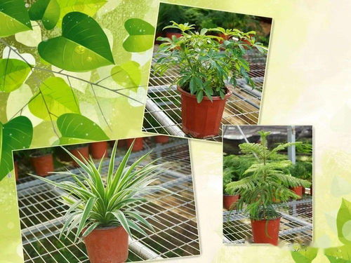 浇水：水的魔力， 不嫩小觑