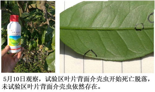 四、 使用10吡虫啉的注意事项