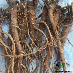 九、 采收加工与播种育苗