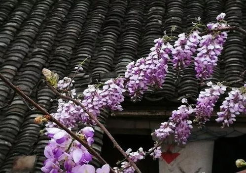 七月紫藤下山桩种植那些事儿