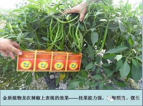 辣椒种子催芽方法及栽培技术要点有哪些
