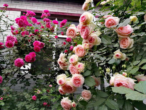 第四步：浇水，得讲究时间