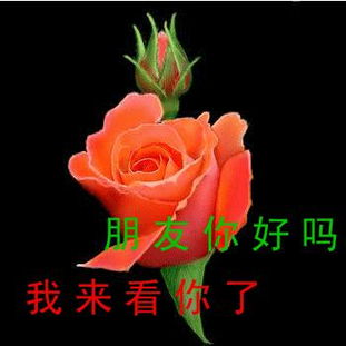 香港澳门标志花图片，想找这些美图