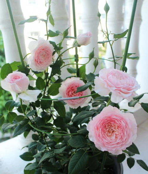 月季的浇水需要根据季节、天气和植株的具体情况进行调整。遵循“见干见湿”的原则，合理控制浇水频率和水量，Ke以有效促进月季的健康生长和开花。特bie是在夏季，要注意避免中午高温时段浇水，并确保浇水充分但不过量。