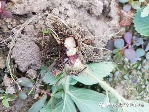 草莓定植前的除草大作战