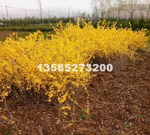 紫荆品种，繁多选择