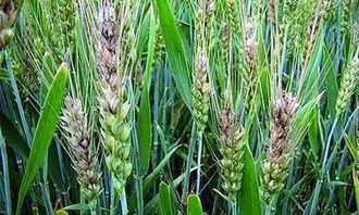 病虫害克星：助壮素和抗倒酯