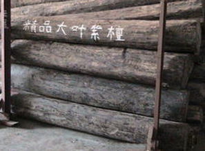 大叶黄杨与黄杨：俩字差多远， 区别大不大