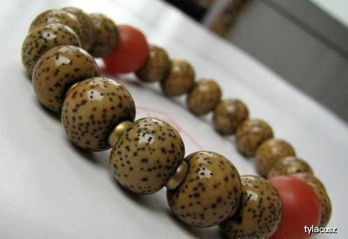 天山之星月季的花期究竟有多久呢？