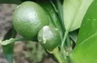 黄皮树的秋梢管理