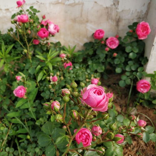 艾拉绒球月季：粉嫩小绒球， 花开不停歇