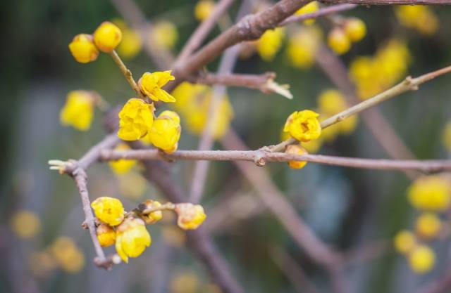 腊梅花通常在什么时间开放，它的花期是多久呢