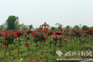 月季花开， 幸福满城