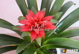 凤梨花的种植技巧