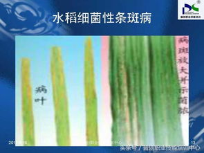 如何根据水稻病虫害防治技术，有效运用防治技巧