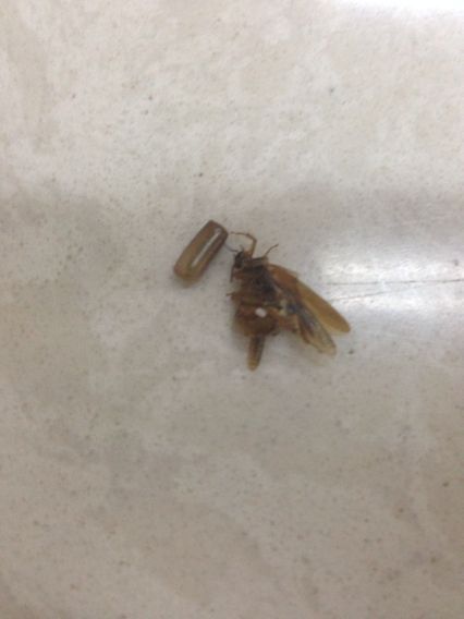 花卉里白蚁滋生，如何有效消灭
