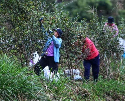 油茶树适合在哪些气候和土壤条件下种植