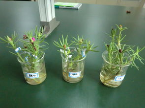 秋季花卉保鲜技巧：黄鳝式贮运法揭秘