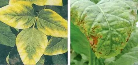 害虫，害虫，你是不是在捣乱？